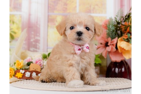 成約済の神奈川県のマルプー:マルチーズ×トイプードル-295901の8枚目