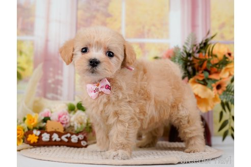 成約済の神奈川県のマルプー:マルチーズ×トイプードル-295901の3枚目