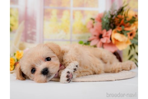 成約済の神奈川県のマルプー:マルチーズ×トイプードル-295901の4枚目