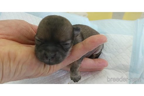 成約済の愛知県のチワワ(ロングコート)-295905の6枚目