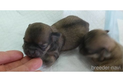 成約済の愛知県のチワワ(ロングコート)-295905の7枚目