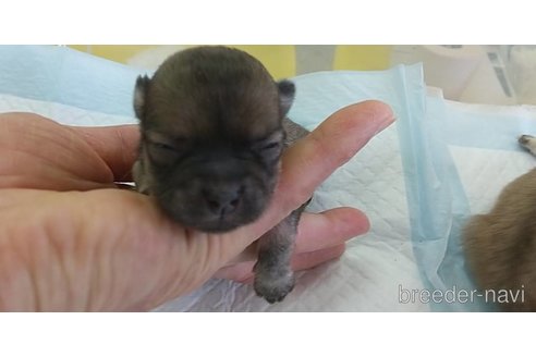 成約済の愛知県のチワワ(ロングコート)-295905の8枚目