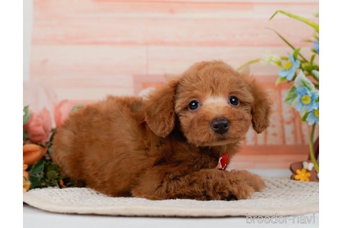 成約済の神奈川県のトイプードル-295907の6枚目