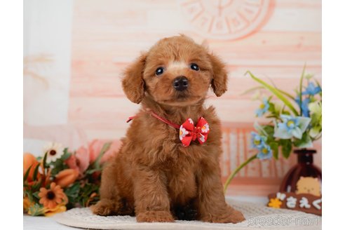 成約済の神奈川県のトイプードル-295907