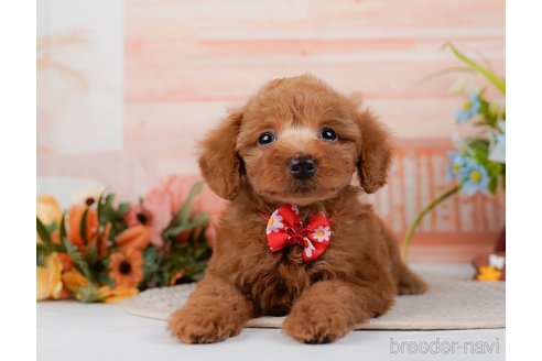 成約済の神奈川県のトイプードル-295907の3枚目