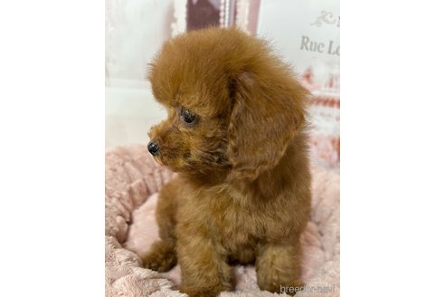成約済の岡山県のティーカッププードル-289564の14枚目