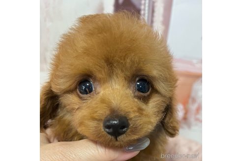 成約済の岡山県のタイニープードル-289568の17枚目