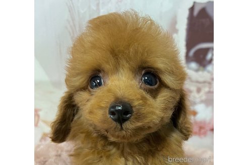 成約済の岡山県のタイニープードル-289568の15枚目