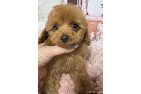 成約済の岡山県のタイニープードル-289568の14枚目