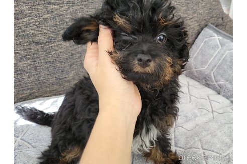 成約済の神奈川県のミックス犬-292371