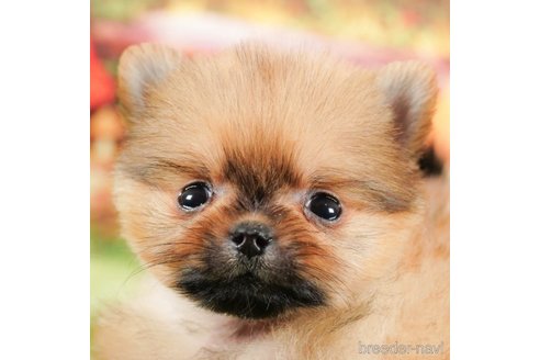 成約済の茨城県のポメラニアン-295989の1枚目