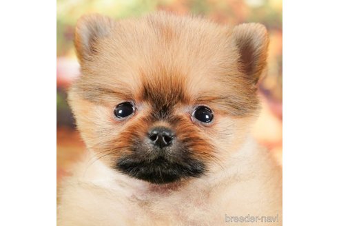 成約済の茨城県のポメラニアン-295989の2枚目