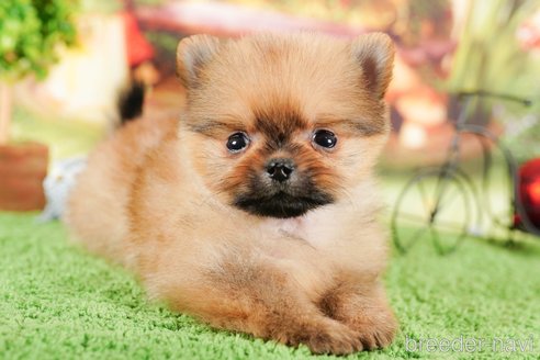 成約済の茨城県のポメラニアン-295989の3枚目