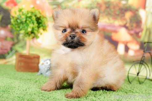 成約済の茨城県のポメラニアン-295989の4枚目