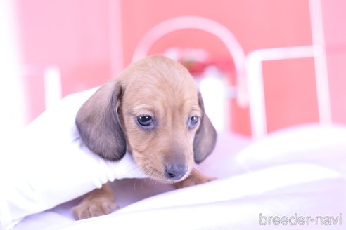 成約済の愛知県のカニンヘンダックスフンド(スムースヘアード)-293284の2枚目