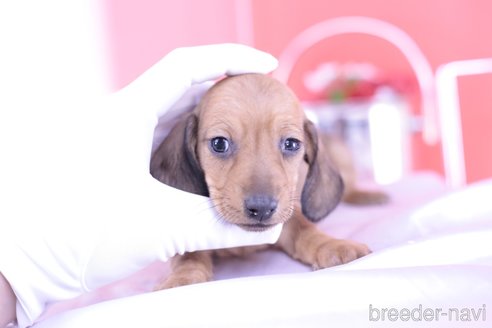 成約済の愛知県のカニンヘンダックスフンド(スムースヘアード)-293284の4枚目