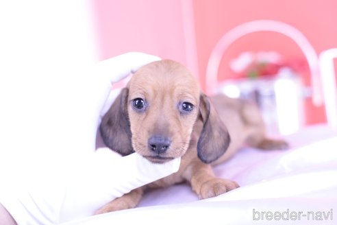 成約済の愛知県のカニンヘンダックスフンド(スムースヘアード)-293284の5枚目