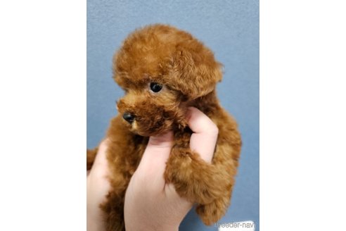 成約済の埼玉県のティーカッププードル-296085の5枚目