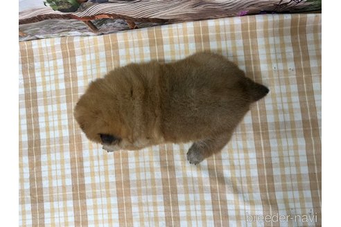 成約済の千葉県のチャウチャウ-296101の5枚目