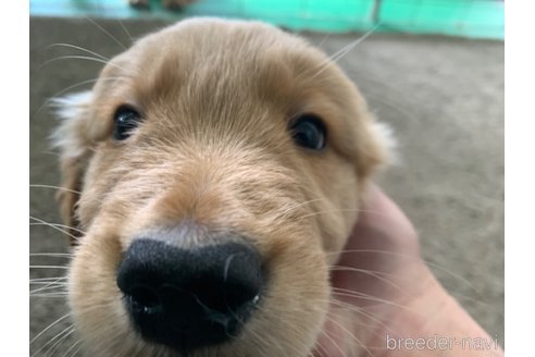 成約済の鹿児島県のゴールデンレトリーバー-296118の2枚目