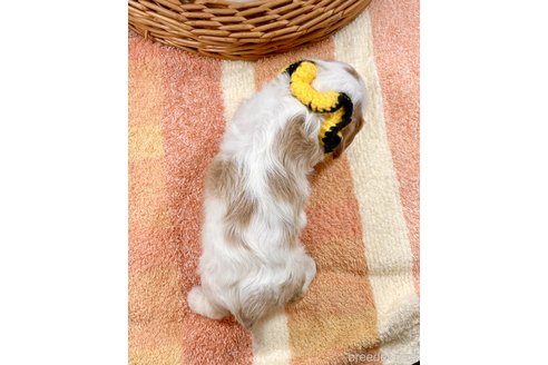 成約済の埼玉県のその他の犬種-294871の4枚目