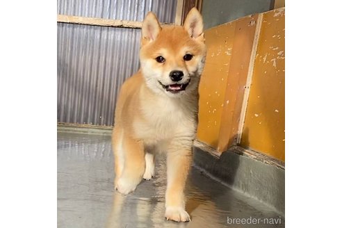 成約済の茨城県の豆柴-285195の7枚目