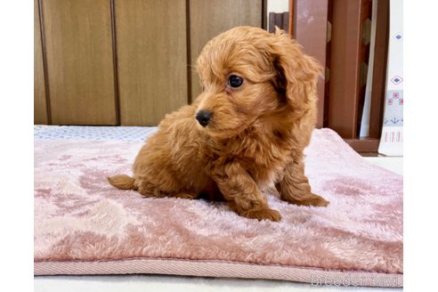 成約済の福岡県のチワプー:チワワ×トイプードル-286885の6枚目