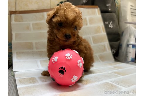 成約済の東京都のタイニープードル-294652の4枚目