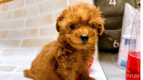 成約済の東京都のタイニープードル-294652の3枚目