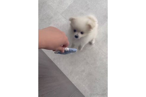 成約済の福岡県のポメラニアン-290917の7枚目