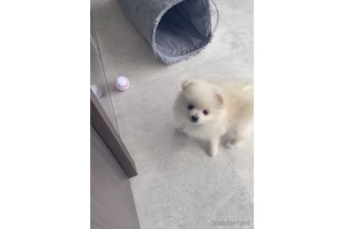 成約済の福岡県のポメラニアン-290917の8枚目