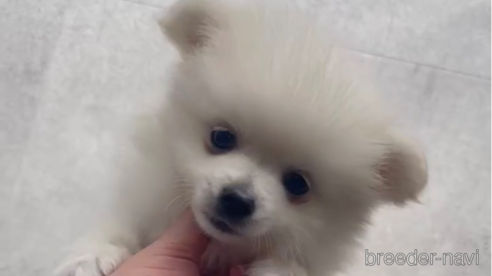 成約済の福岡県のポメラニアン-290917の6枚目