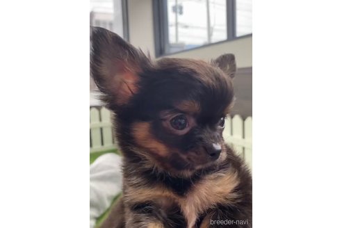 成約済の福岡県のチワワ(ロングコート)-286691の10枚目