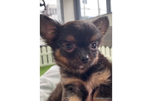 成約済の福岡県のチワワ(ロングコート)-286691の11枚目