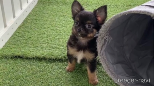 成約済の福岡県のチワワ(ロングコート)-286691の9枚目