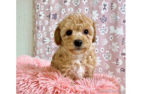 成約済の福岡県のチワプー:チワワ×トイプードル-286883の7枚目