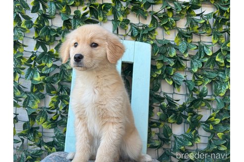 成約済の茨城県のゴールデンレトリーバー-290506の3枚目