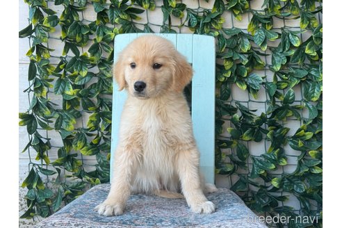 成約済の茨城県のゴールデンレトリーバー-290506の4枚目