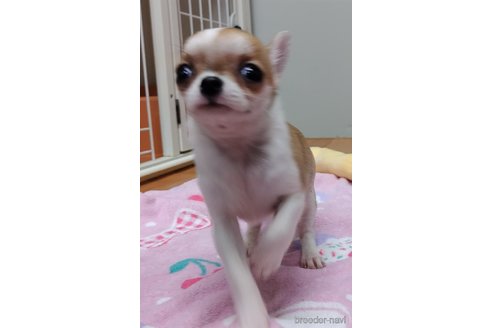 成約済の千葉県のチワワ(スムースコート)-284316の52枚目