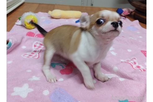成約済の千葉県のチワワ(スムースコート)-284316の49枚目