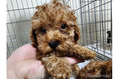 成約済の愛知県のトイプードル-295813の9枚目