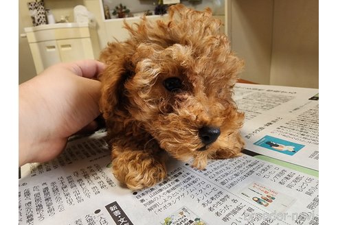 成約済の愛知県のトイプードル-295813の5枚目