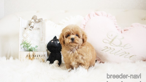 成約済の佐賀県のトイプードル-296327の1枚目