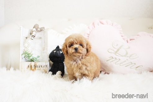 成約済の佐賀県のトイプードル-296327の5枚目