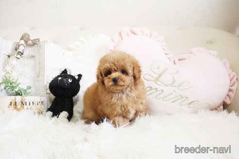 成約済の佐賀県のトイプードル-296327の4枚目