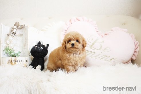 成約済の佐賀県のトイプードル-296327の3枚目