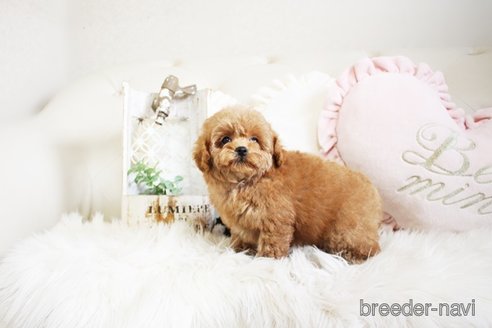 成約済の佐賀県のトイプードル-296327の2枚目