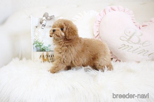 成約済の佐賀県のトイプードル-296329の3枚目