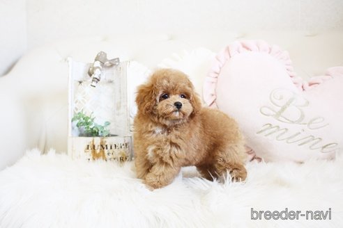 成約済の佐賀県のトイプードル-296329の2枚目