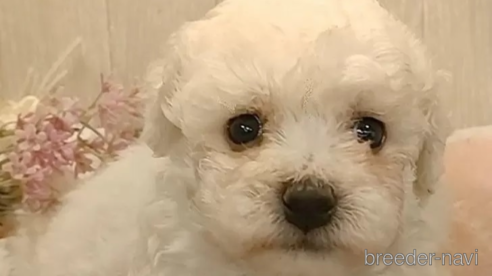 成約済の愛知県のビションフリーゼ-296334の1枚目